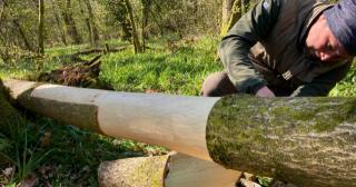 Removing bark from a felled ash tree to make bags and containers