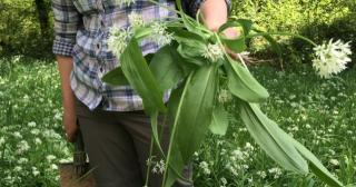 Wild garlic harvest